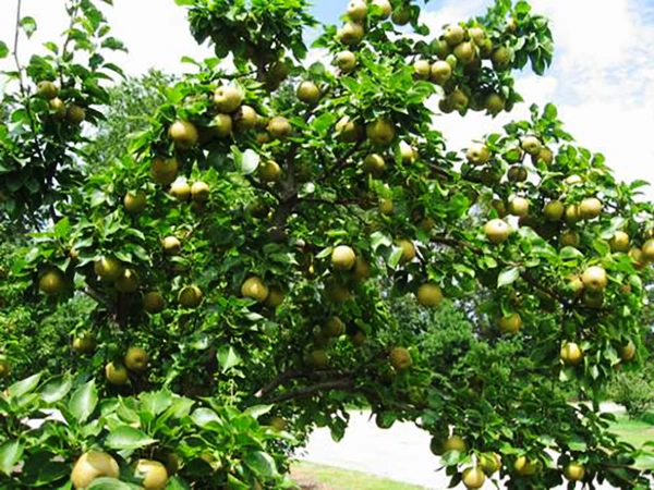 Shinko Asian Pear 3 Shinko Asian Pear - Image 3