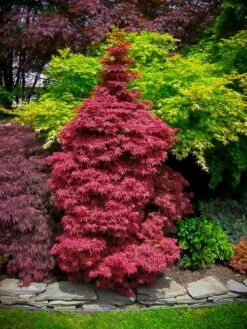 Skeeter's Broom Japanese Maple -The Tree Center Store skeeters broom japanese maple 1 1 600x800 1