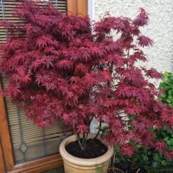 Skeeter's Broom Japanese Maple