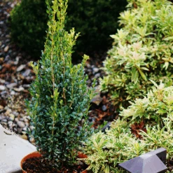 Skywalker™ Boxwood
