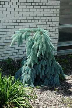 Slenderina Weeping Colorado Spruce