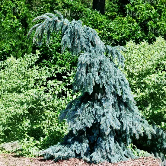Slenderina Weeping Colorado Spruce 2 Slenderina Weeping Colorado Spruce - Image 2