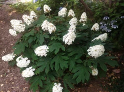 Snow Queen Oakleaf Hydrangea -The Tree Center Store snow queen hydrangea 2 600x448 1