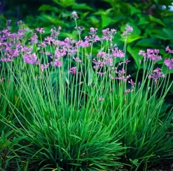 Society Garlic 5 Society Garlic -The Tree Center Store society garlic 1 jpg webp