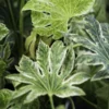 Spider's Web Fatsia