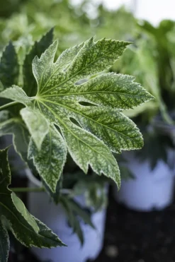 Spider's Web Fatsia -The Tree Center Store spiderswebfatsia1 600x900 1