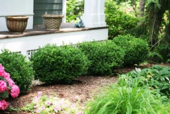 Sprinter® Boxwood -The Tree Center Store sprinter boxwood 3 600x400 1