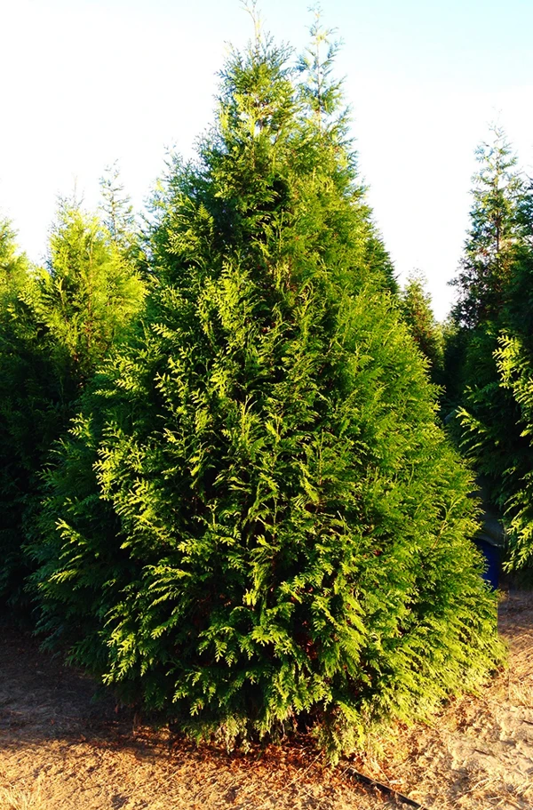 Steeplechase Arborvitae 3 Steeplechase Arborvitae - Image 3