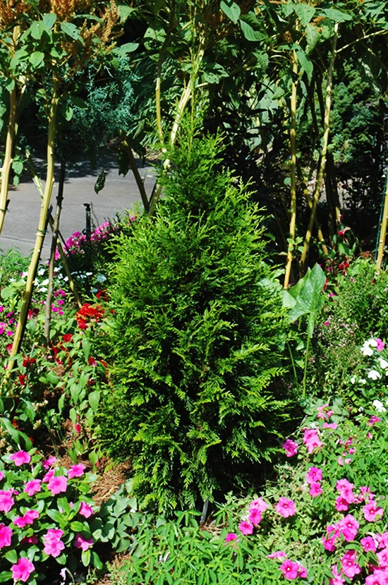 Steeplechase Arborvitae 1 Steeplechase Arborvitae