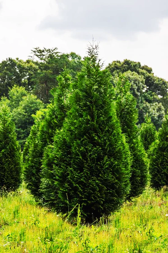 Steeplechase Arborvitae 2 Steeplechase Arborvitae - Image 2
