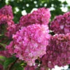 Strawberry Sundae® Hydrangea