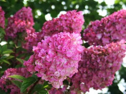 Strawberry Sundae® Hydrangea