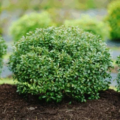 Strongbox® Inkberry Holly