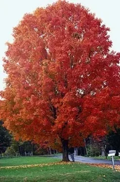 Sugar Maple -The Tree Center Store sugar maple 2 jpg webp