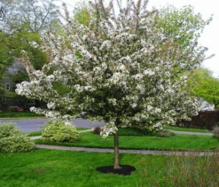 Sugar Tyme Crabapple -The Tree Center Store sugar tyme crabapple 1 600x512 1