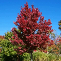 Sun Valley Red Maple