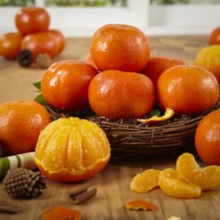 Sunburst Tangerine -The Tree Center Store sunburst tangerine 1 600x600 1