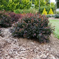 Sunjoy® Todo Barberry -The Tree Center Store sunjoy todo barberry 2 jpg webp