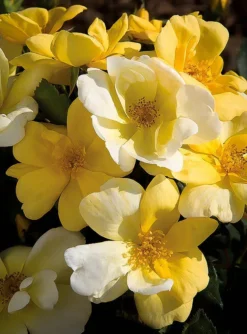 Sunny Knock Out® Rose -The Tree Center Store sunny knockout rose 1 jpg webp