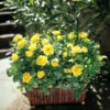 Sunny Knock Out® Rose