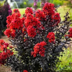 Sunset Magic Crape Myrtle 7 Sunset Magic Crape Myrtle -The Tree Center Store sunset magic crape myrtle 1 jpg webp e1694448552196 600x600 1