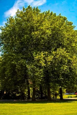 Bloodgood Sycamore Tree -The Tree Center Store sycamore bloodgood 2 jpg webp