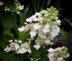 Tardiva White Hydrangea