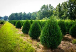 Techny Arborvitae 5 Techny Arborvitae -The Tree Center Store techny thuja 1 600x413 1