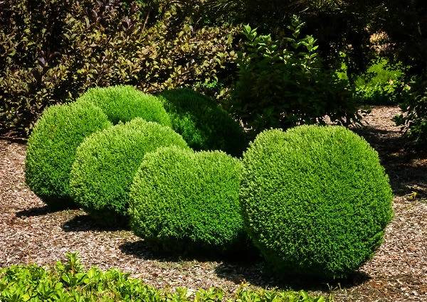 Teddy Arborvitae 2 Teddy Arborvitae - Image 2