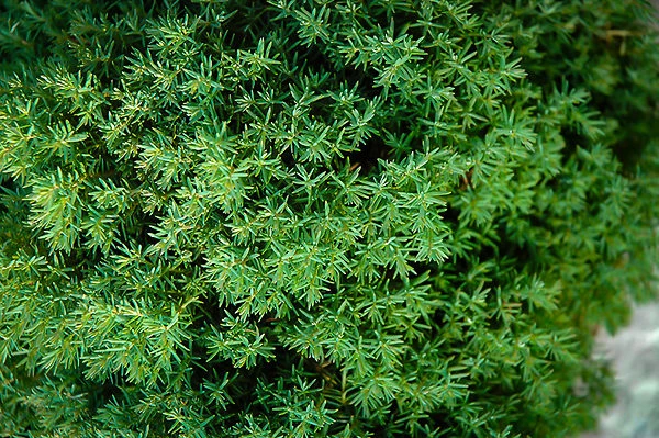 Teddy Arborvitae 1 Teddy Arborvitae