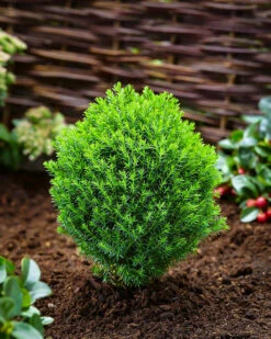 Teddy Arborvitae 7 Teddy Arborvitae -The Tree Center Store teddy arborvitae 3 600x750 1