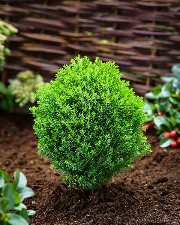 Teddy Arborvitae 4 Teddy Arborvitae - Image 4