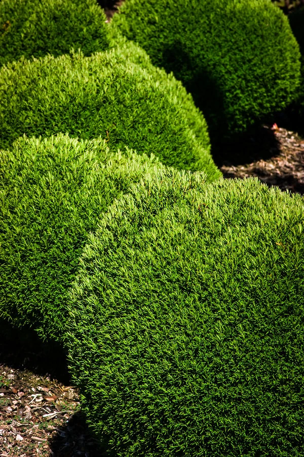 Teddy Arborvitae 3 Teddy Arborvitae - Image 3