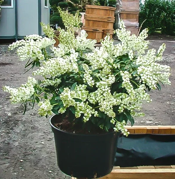 Temple Bells Pieris 2 Temple Bells Pieris - Image 2