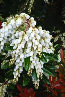 Temple Bells Pieris