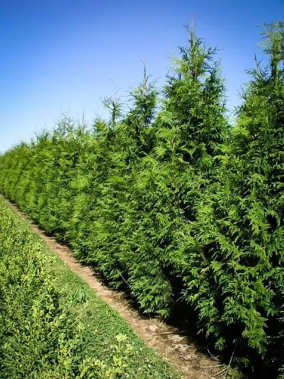 Excelsa Giant Arborvitae 3 Excelsa Giant Arborvitae - Image 3