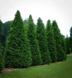 Thuja Green Giant 9 Thuja Green Giant -The Tree Center Store thuja green giant 5 jpg webp