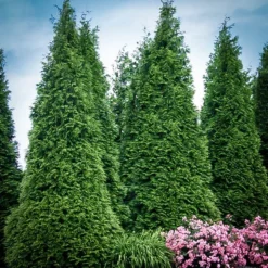 Thuja Green Giant 7 Thuja Green Giant -The Tree Center Store thuja green giant blue edit 2 jpg webp
