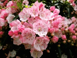 Tiddlywinks Mountain Laurel -The Tree Center Store tiddlywinks kalmia 1 600x450 1