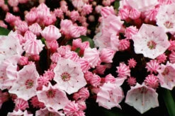 Tiddlywinks Mountain Laurel