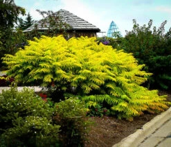 Rhus Tiger Eyes Sumac -The Tree Center Store tiger eyes sumac 1 600x516 1