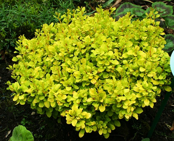 Tiny Gold® Barberry 2 Tiny Gold® Barberry - Image 2