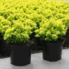 Tiny Gold® Barberry