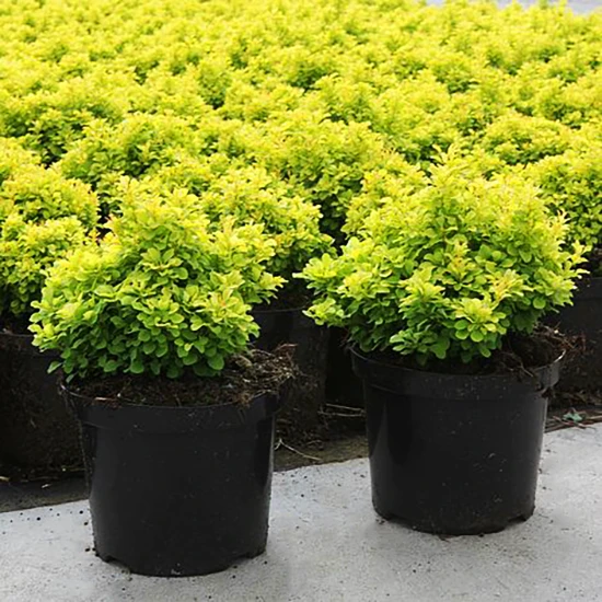 Tiny Gold® Barberry 1 Tiny Gold® Barberry