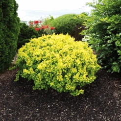 Tiny Gold® Barberry 5 Tiny Gold® Barberry -The Tree Center Store tiny gold barberry 3
