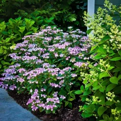 Tiny Tuff Stuff™ Mountain Hydrangea -The Tree Center Store tiny tuff stuff mountain hydrangea 1 jpg webp