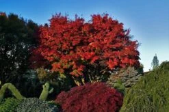 Tobiosho Japanese Maple -The Tree Center Store tobiosho jap map 2 600x398 1