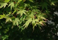 Tobiosho Japanese Maple -The Tree Center Store tobiosho jap map 4 600x413 1
