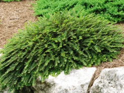 Tom Thumb Cotoneaster -The Tree Center Store tom thumb cottoneaster 3 600x450 1