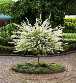 Tri Color Dappled Willow - Tree Form -The Tree Center Store tri colored dappled willow tree form 3 1 jpg webp